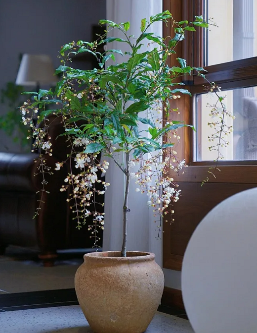 垂絲茉莉養(yǎng)護(hù)方法：西安嘉禾苗圃