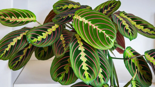 西安綠植租賃推薦企業(yè)|西安嘉禾苗圃