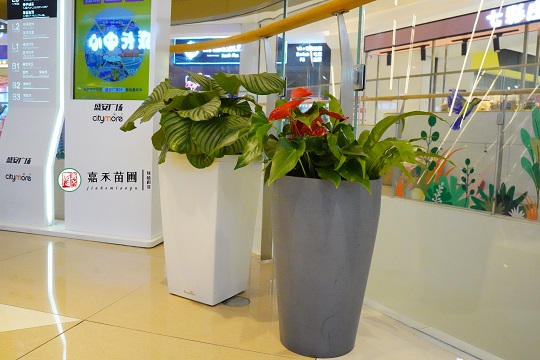 西安綠植租擺價(jià)格|15202909185西安嘉禾苗圃 西安綠植租擺價(jià)格|15202909185西安嘉禾苗圃