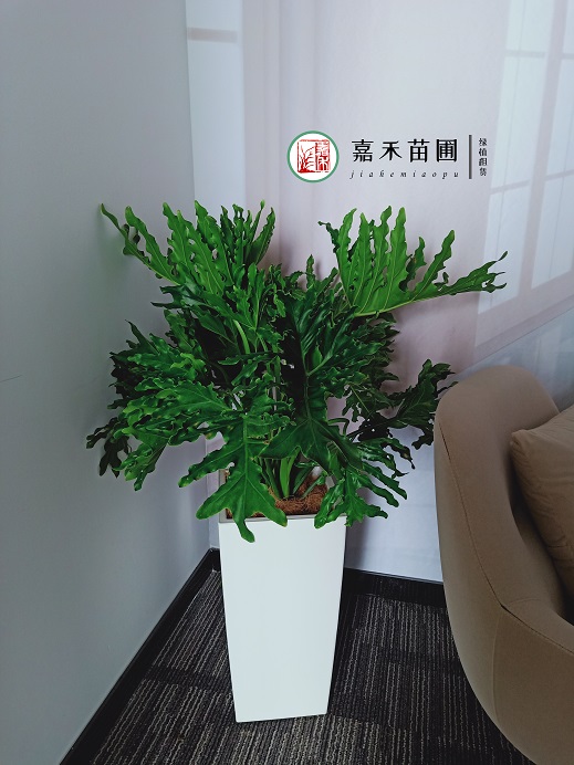 西安綠植租賃春羽養(yǎng)護(hù)方法|西安嘉禾苗圃