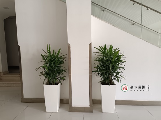 長安醫(yī)院綠植租擺公司|西安嘉禾苗圃 長安醫(yī)院綠植租擺公司|西安嘉禾苗圃