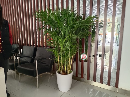 西安綠植租賃公司|西安嘉禾苗圃 西安綠植租賃公司|西安嘉禾苗圃