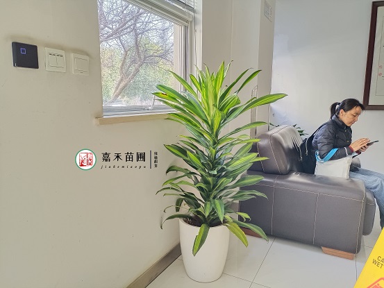 西安綠植租賃電話|15202909185西安嘉禾苗圃 西安綠植租賃電話|15202909185西安嘉禾苗圃