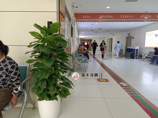 西安綠植租賃價格|西安嘉禾苗圃 西安綠植租賃價格|西安嘉禾苗圃