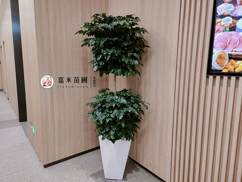 西安薈聚綠植租賃公司|西安嘉禾苗圃 西安薈聚綠植租賃公司|西安嘉禾苗圃