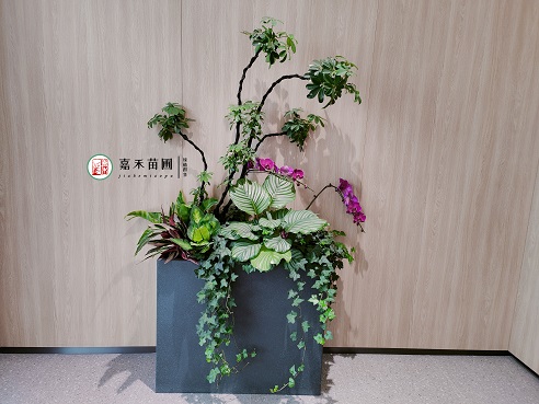 西安薈聚綠植租賃案例|西安嘉禾苗圃 西安薈聚綠植租賃案例|西安嘉禾苗圃