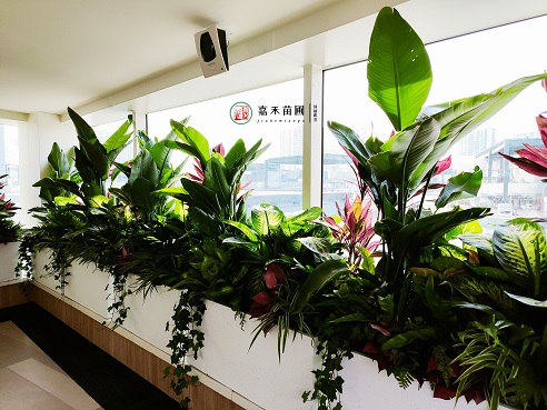 西安薈聚綠植租賃電話(huà)|15202909185西安嘉禾苗圃 西安薈聚綠植租賃電話(huà)|15202909185西安嘉禾苗圃