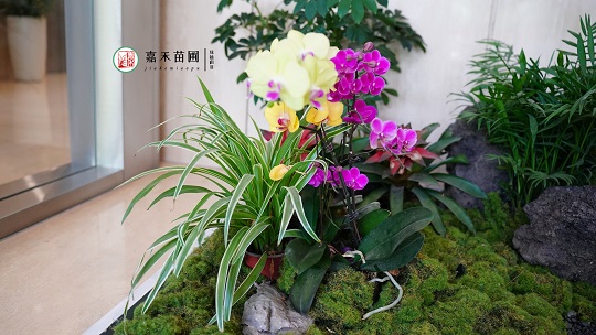西安綠植租賃服務(wù)|西安嘉禾苗圃 西安綠植租賃服務(wù)|西安嘉禾苗圃