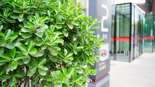 西安綠植租賃公司|西安嘉禾苗圃 西安綠植租賃公司|西安嘉禾苗圃