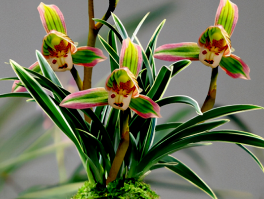 蘭花的養(yǎng)護(hù)方法|西安嘉禾苗圃