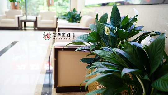 辦公綠植租賃指南|西安嘉禾苗圃 辦公綠植租賃指南|西安嘉禾苗圃