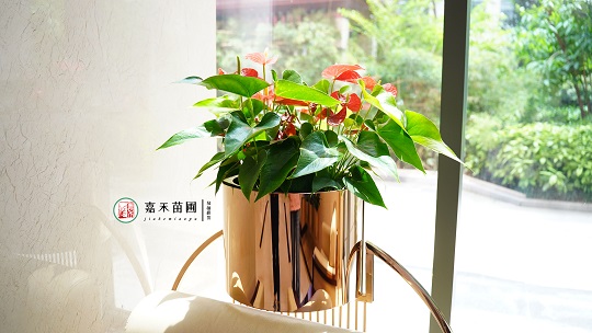 辦公綠植租賃電話|15202909185西安嘉禾苗圃 辦公綠植租賃電話|15202909185西安嘉禾苗圃