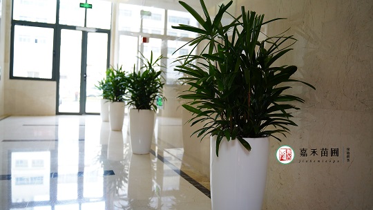 辦公綠植租賃價格|西安嘉禾苗圃 辦公綠植租賃價格|西安嘉禾苗圃