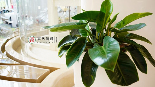 綠植租賃裝飾公司：西安嘉禾苗圃