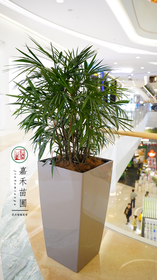 綠植租賃公司案例：西安嘉禾苗圃