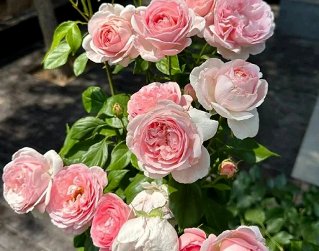 月季花的養(yǎng)護(hù)方法|西安嘉禾苗圃 月季花的養(yǎng)護(hù)方法|西安嘉禾苗圃