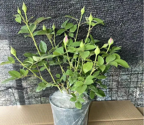 月季花的租賃養(yǎng)護(hù)|西安嘉禾苗圃 月季花的租賃養(yǎng)護(hù)|西安嘉禾苗圃