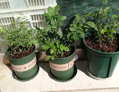 西安月季植物租賃|西安嘉禾苗圃 西安月季植物租賃|西安嘉禾苗圃