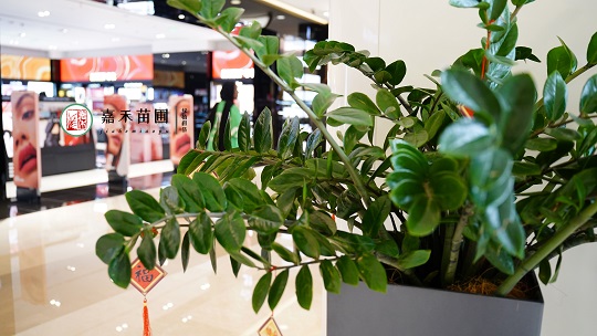 西安綠植租擺空間設計|西安嘉禾苗圃 西安綠植租擺空間設計|西安嘉禾苗圃