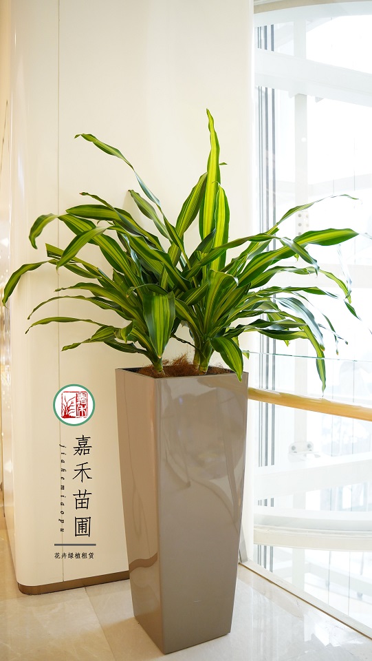 寫字樓綠植租擺|西安嘉禾苗圃 寫字樓綠植租擺|西安嘉禾苗圃