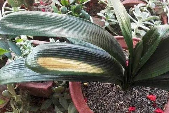 夏季君子蘭養(yǎng)護|西安嘉禾苗圃