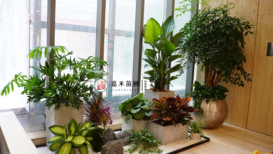 花卉綠植租賃價(jià)格|西安嘉禾苗圃 花卉綠植租賃價(jià)格|西安嘉禾苗圃