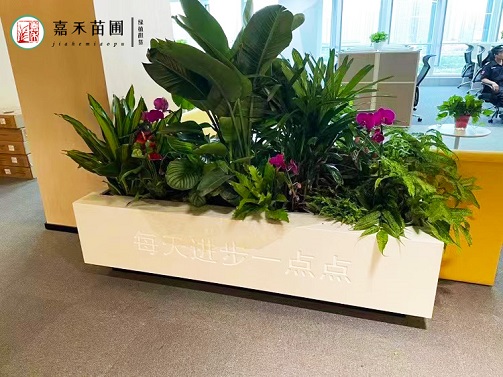 西安綠植租賃方案|西安嘉禾苗圃