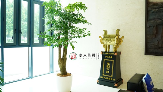 綠植租擺設(shè)計(jì)|西安嘉禾苗圃 綠植租擺設(shè)計(jì)|西安嘉禾苗圃