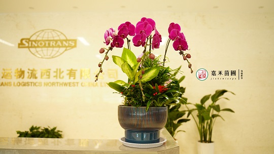 辦公室綠植租擺裝飾|西安嘉禾苗圃 辦公室綠植租擺裝飾|西安嘉禾苗圃