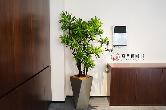 綠植租賃設(shè)計公司|西安嘉禾苗圃