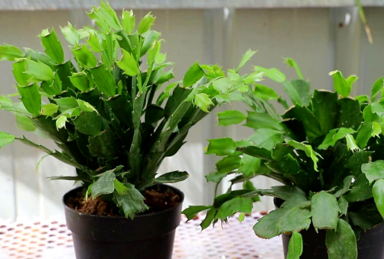 夏天花卉綠植養(yǎng)護(hù)|西安嘉禾苗圃