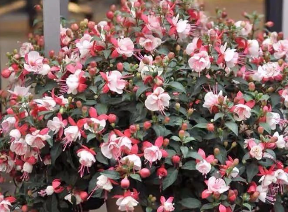 高溫花卉綠植養(yǎng)護(hù)|西安嘉禾苗圃