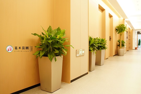 西安綠植租賃哪家好|西安嘉禾苗圃