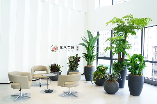 陜外經(jīng)貿(mào)綠植租賃|西安嘉禾苗圃 陜外經(jīng)貿(mào)綠植租賃|西安嘉禾苗圃