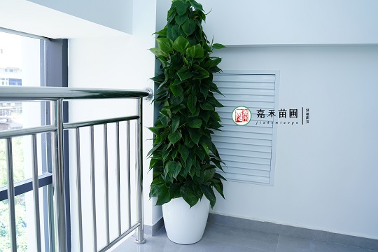 西安辦公室綠植租賃|西安嘉禾苗圃 西安辦公室綠植租賃|西安嘉禾苗圃