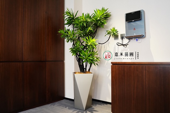 西安辦公樓綠植租賃|西安嘉禾苗圃 西安辦公樓綠植租賃|西安嘉禾苗圃