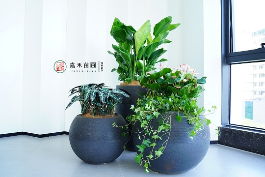 西安綠植租賃花堆組合|西安嘉禾苗圃 西安綠植租賃花堆組合|西安嘉禾苗圃