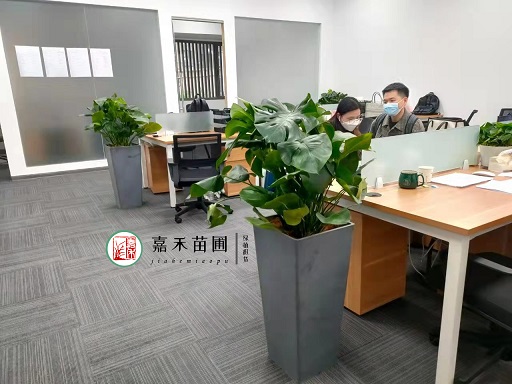 辦公室綠植租賃擺放|西安嘉禾苗圃