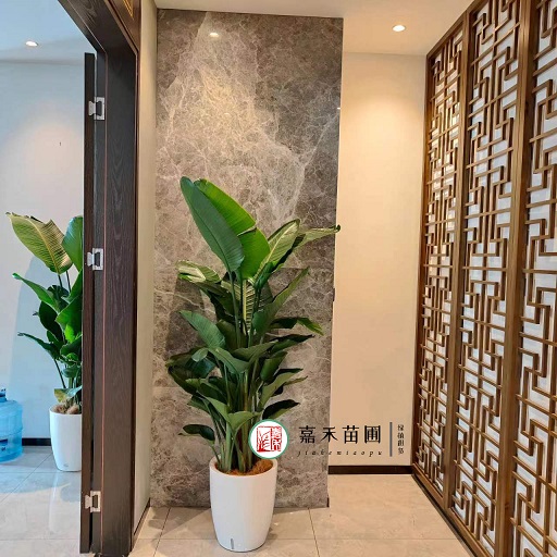 西安辦公室綠植租賃案例|西安嘉禾苗圃