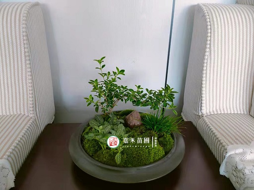 辦公室綠植租賃擺放要點(diǎn)|西安嘉禾苗圃