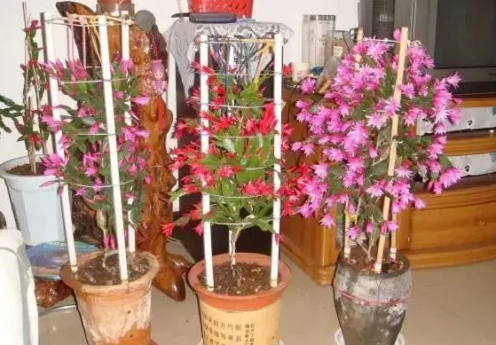 嫁接蟹爪蘭|西安嘉禾苗圃