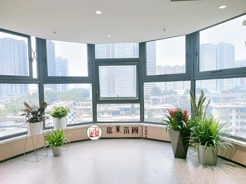 辦公室綠植植物|西安嘉禾苗圃