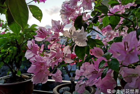 三角梅養(yǎng)護(hù)方法|西安嘉禾苗圃