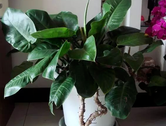 凈化空氣綠植：西安嘉禾苗圃