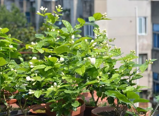 茉莉不開花|西安嘉禾苗圃