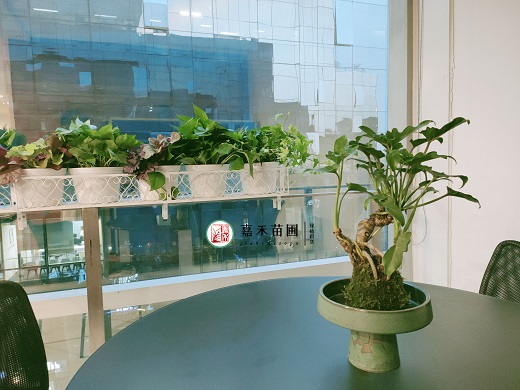 西安盆景綠植租賃|西安嘉禾苗圃 西安盆景綠植租賃|西安嘉禾苗圃
