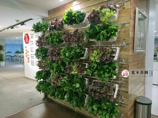 西安綠植墻綠植租賃|西安嘉禾苗圃 西安綠植墻綠植租賃|西安嘉禾苗圃