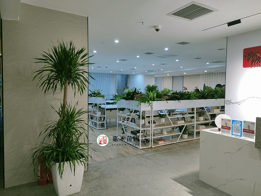 西安綠植租賃電話(huà)|15202909185西安嘉禾苗圃 西安綠植租賃電話(huà)|15202909185西安嘉禾苗圃