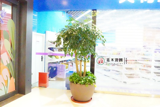 西安綠植租賃|西安嘉禾苗圃