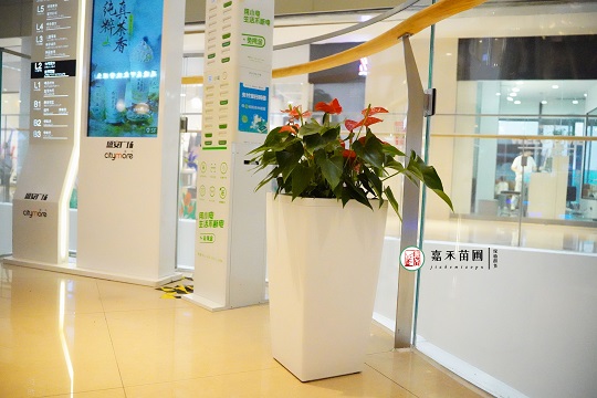 西安廣場綠植租賃|西安嘉禾苗圃